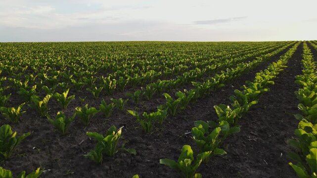 Agricultural field with rows of young sugar beet plants growing at sunset in the countryside