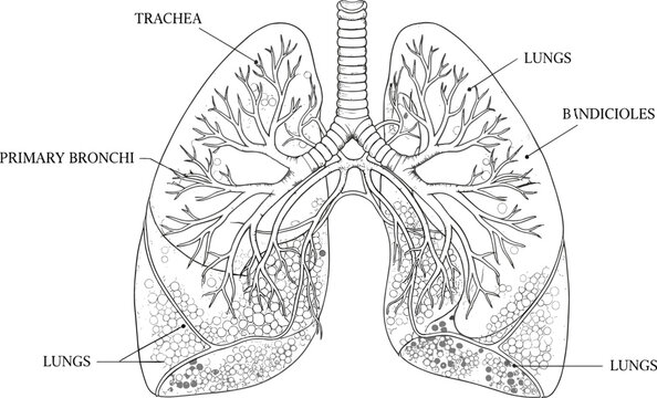 Human respiratory system anatomy, lungs trachea bronchioles diagram