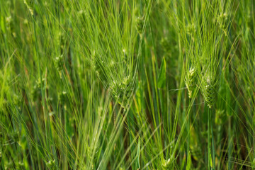 Fototapeta premium Green ears of young barley with long awns grow densely on an agricultural field on a summer day. Fresh cereal crops create a beautiful lush texture under the warm sunlight.