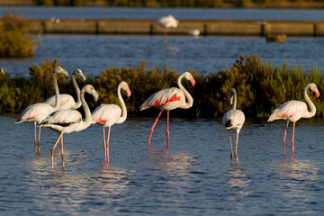 Flamingos feeding and standing in the water at Olhao Algarve Portugal during the day © Francisco Javier Gil