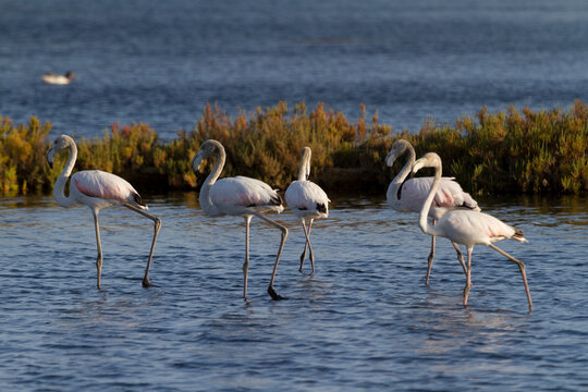 Flamingos wade in the water at Olhao, Algarve, Portugal during the day in the sun