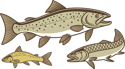 Fototapeta premium Three different species of salmon fish swimming, detailed of freshwater fish on a white background, for fishing themes