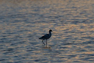 Avoceta walking along the water surface in Olhao, Algarve, Portugal © Francisco Javier Gil