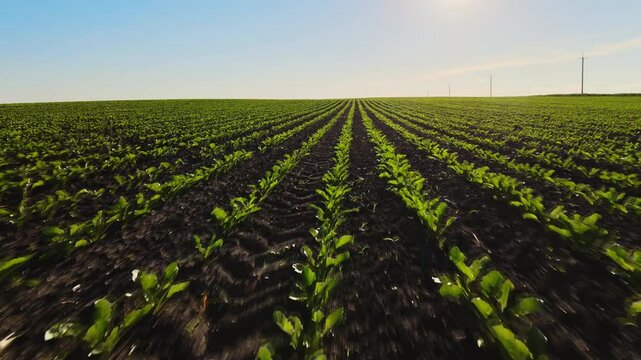 Aerial backwards flight over a vast green sugar beet field revealing the rural landscape during a sunny day