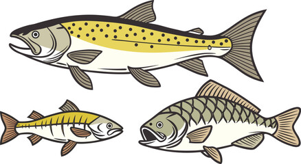 Fototapeta premium Three different fish species featuring a yellow spotted trout and two other fish with distinct patterns on white background