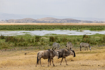 Fototapeta premium Blue wildebeest and common zebras grazing near a marsh in Amboseli National Park Kenya