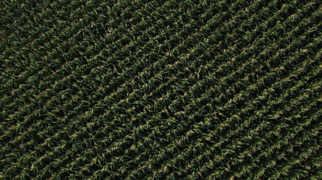 Aerial drone flying and rotating over an endless green cornfield during summer harvest season