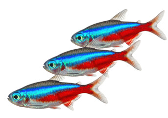Fototapeta premium Three neon tetra fish swimming in a row isolated on transparent background