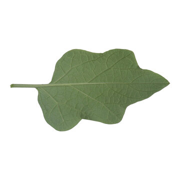 ature's own architectural design in a simple green leaf.
