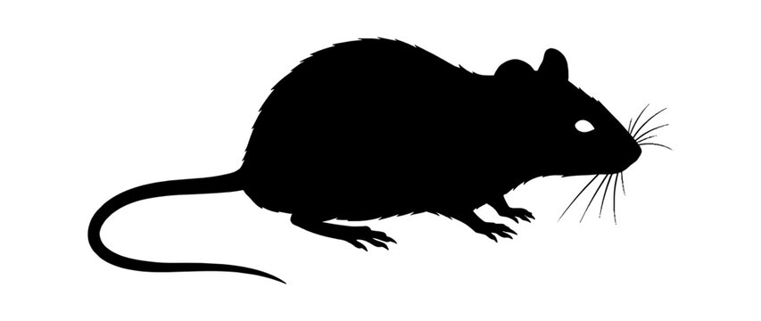 Silhouette of a mouse vector art