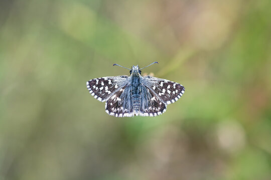 Top view of a butterfly perched on a grass stem, blurred background with shallow depth of field