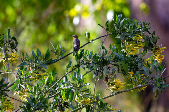 A Giant Hummingbird (Patagona gigas, picaflor gigante, colibri g&eacute;ant) hovering and resting near bright yellow flowers in its natural habitat.