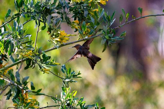 A Giant Hummingbird (Patagona gigas, picaflor gigante, colibri g&eacute;ant) hovering and resting near bright yellow flowers in its natural habitat.