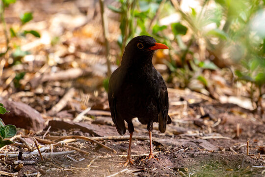 The dark Chiguanco Thrush (Turdus chiguanco, zorzal chiguanco) with a bright orange beak stands on dry leaves in its natural Andean habitat.