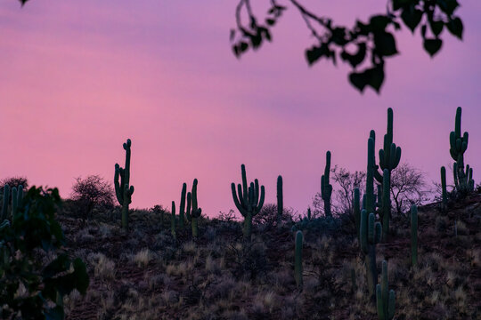 A dramatic twilight over an arid mountain landscape, featuring giant cardon cacti silhouettes against a vibrant pink and purple sunset sky.
