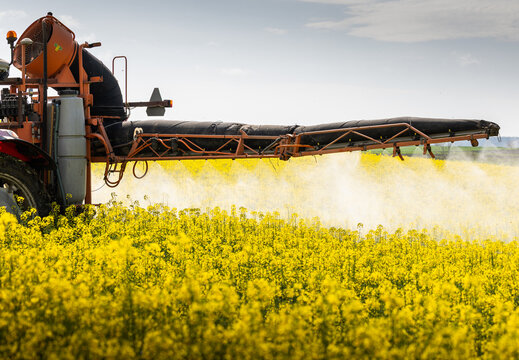 Agricultural boom sprayer working in blooming rapeseed field