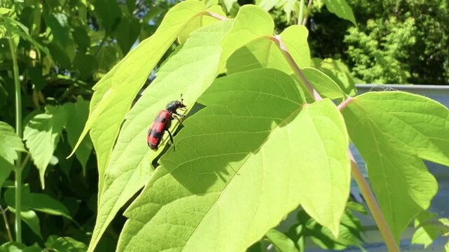 Red striped bee wolf beetle on fresh green leaf in bright sunlight macro nature closeup