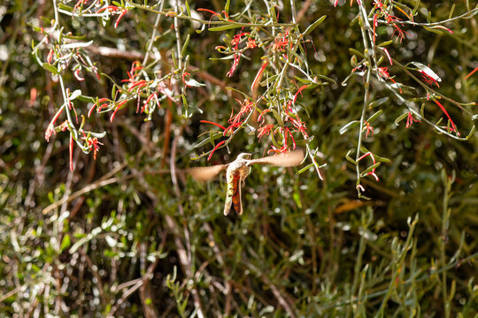 The stunning Red-tailed Comet (Sappho sparganurus, Picaflor cometa, Colibri sapho) hovering to feed on small red flowers in nature.