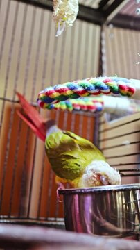A green bird is eating from a bowl inside its cage. It explores its surroundings with a colorful toy overhead. The scene shows daily life of a pet bird in its habitat.