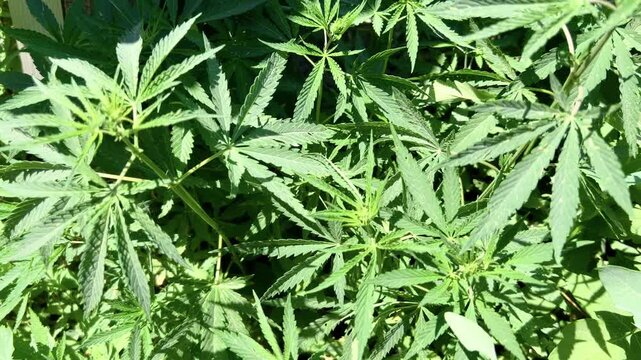 Top view of dense green cannabis leaves forming natural textured background in sunlight