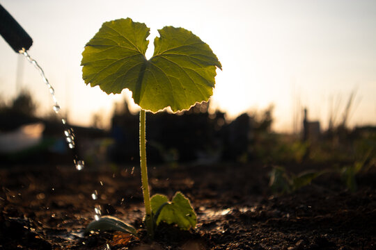 Giovane piantina di zucca appena nata che cresce nel terreno coltivato di un orto biologico illuminata dalla luce calda del tramonto