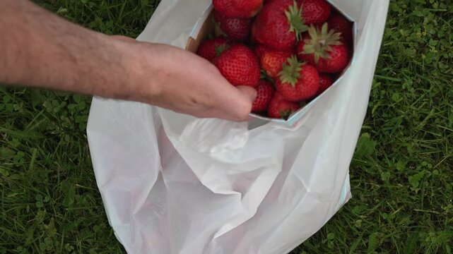 Fresh strawberries in box placed in white plastic bag on grass