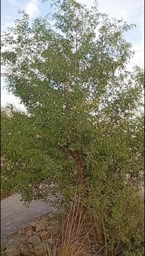 Jujube Tree (Ziziphus Jujuba) Growing in Arid Landscape with Green Foliage