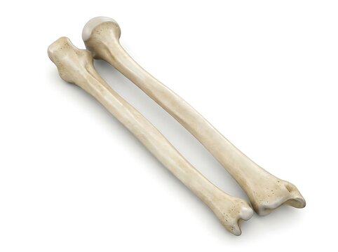Human radius and ulna bones isolated on white background