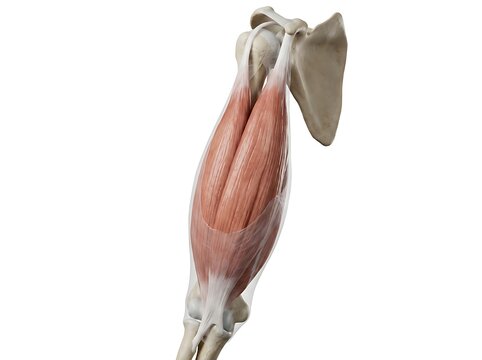 Anatomical illustration of the human biceps brachii muscle showing the long and short heads attached to the scapula and radius bone