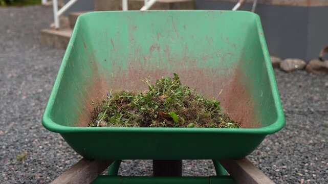 Throwing pulled weeds into green wheelbarrow in garden