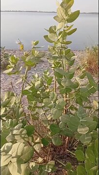Calotropis Procera Plant with Gray Green Leaves in Natural Habitat
