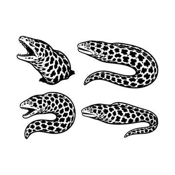 Set of moray eels in various poses, black and white illustration, marine life predator, ocean creature.