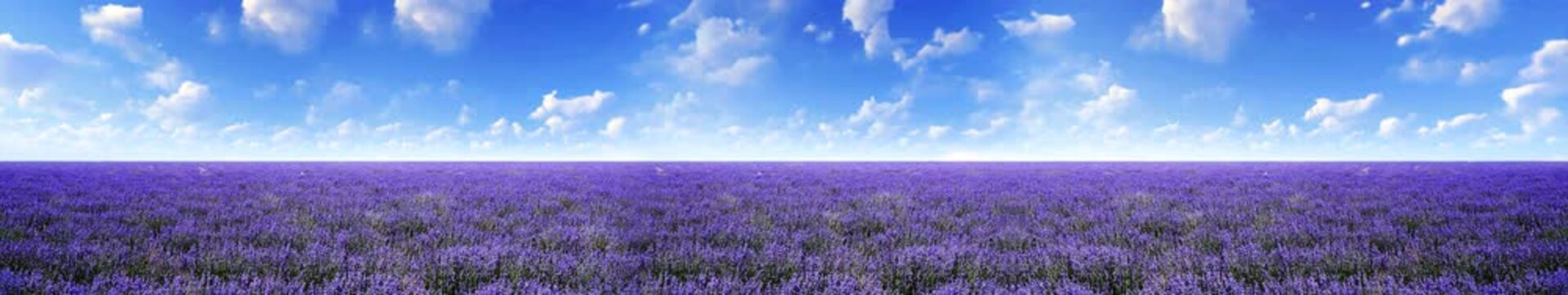Endless Purple Lavender Field Under Blue Sky with White Clouds Summer Panorama &mdash; Widescreen Loop