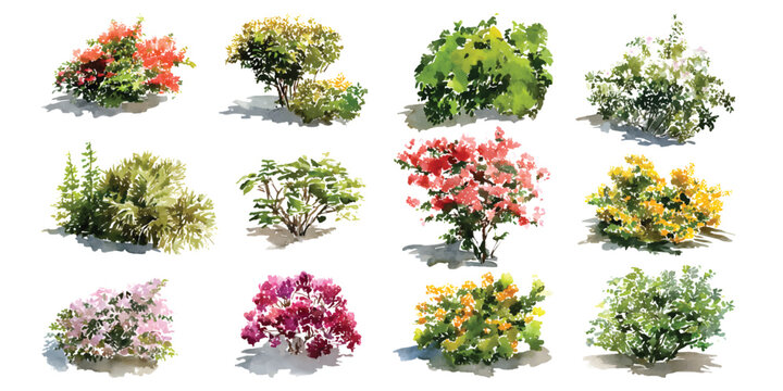 Collection of watercolor flowering bushes shown in elevation view, serving as essential botanical elements for a sectional drawing or facade in landscape architecture projects.