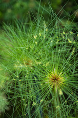 Fototapeta premium Close-up detail of the beautiful green center of a Cyperus papyrus plant.