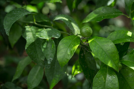 Small green orange on a plant.