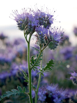 A close-up of a purple phacelia flower with fluffy stems and leaves, set against a backdrop of blurred purple flowers.