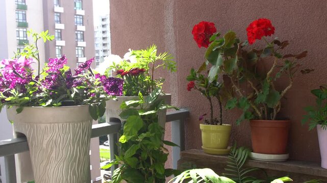 Blooming Flowers in Pots on a Balcony. Petunia, pelargonium flowers in summer on the street.