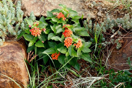 Orange lantana plant
