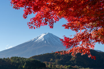 Mount Fuji in autumn with red maple leaves, Yamanashi Prefecture, Japan © eyetronic
