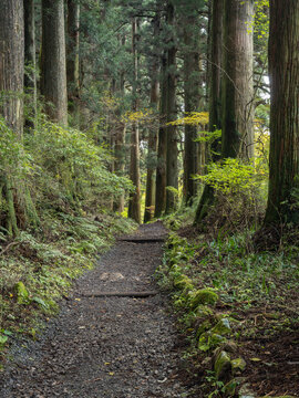 Old Tokaido Cedar Avenue, Hakone, Kanagawa Prefecture, Japan