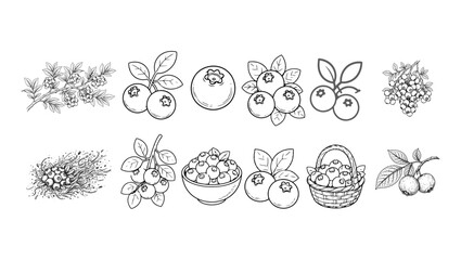 Black and White Blueberry Line Art Icons Set on Transparent Background, blueberry line art, blueberry icon, black and white fruit illustration, berry outline drawing, botanical fruit sketch, hand draw © TalalAhmad