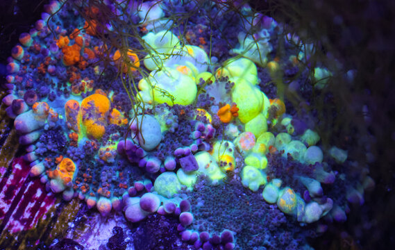 Vibrant Bounce Mushroom Coral (Rhodactis sp.) with Fluorescent Orange Bubbles in Reef Aquarium