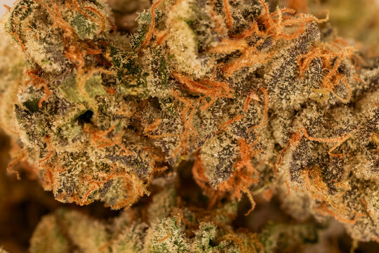 Close-Up Macro Of Cannabis Bud With Trichomes And Orange Pistils On Marijuana Flower