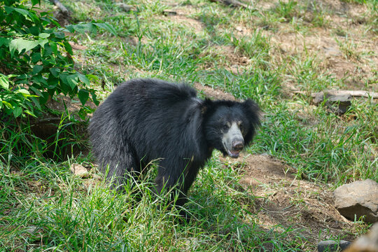 The sloth bear (Melursus ursinus), also known as the Indian bear