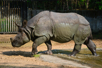 Fototapeta premium The Indian rhinoceros (Rhinoceros unicornis), also known as the greater one-horned rhinoceros, great Indian rhinoceros or Indian rhino