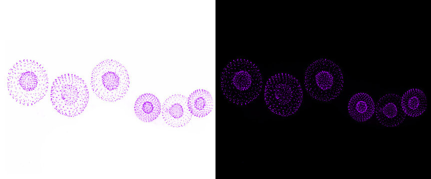 Microscopic human egg cells on white and black backgrounds, purple stained ovum under microscope, biological female reproductive cells for medical research