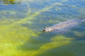 A cute harbor seal (Phoca vitulina) swimming or resting in the water at the famous seal sanctuary in Friedrichskoog, Schleswig-Holstein, Germany. © Janet Worg