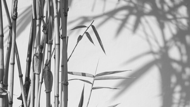 Bamboo stalks and leaves with light and shadow on white wall surface. Minimalist black and white nature background design