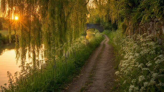 Ancient canal towpath lined with wildflowers and willows under golden hour light.